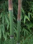 Chaumes de bambous
